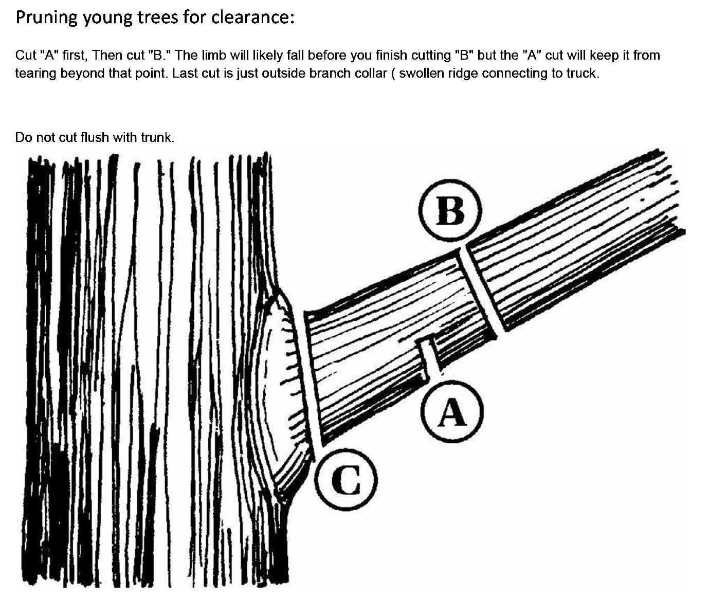 Denver's Office of the City Forester recommends this technique for pruning branches.