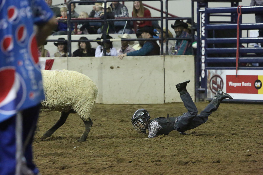 In between the main rodeo events, a special event called Mutton Bustin’ takes place where children ages 5-7 and less than 55 pounds ride sheep out of a chute and into the arena— which usually ends in biting the dust. 