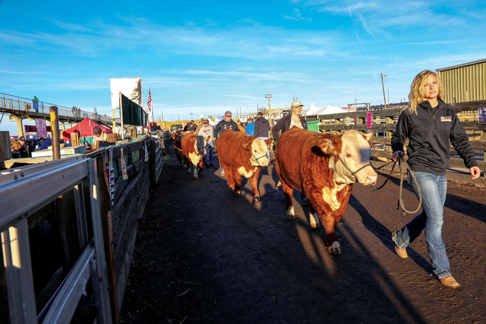A stockshow visit should include some time in the stockyards behind the Expo Hall.