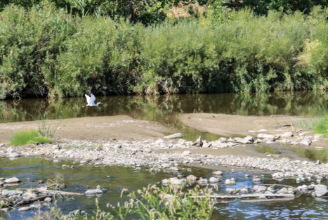 A great egret flies at the confluence with Sand Creek. Gentle gradients in the streambed and side slopes minimize erosion in heavy rains. 