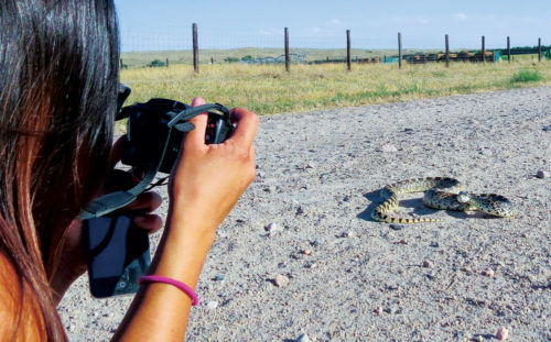 Photographing a bullsnake on a back country road in CO.