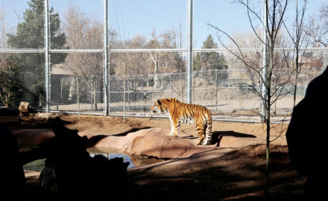 A Tiger enjoys his new environment at the Denver Zoo.