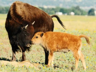 Two bison at the Rocky Mountain Arsenal