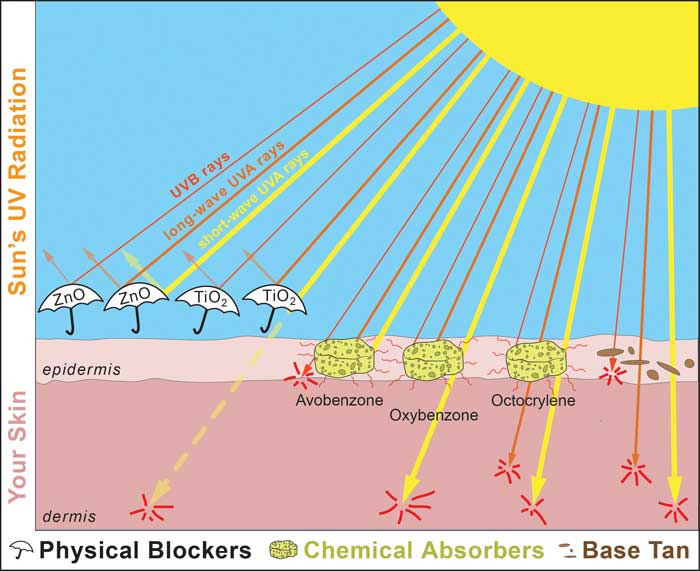 Diagram of UV effect on skin