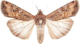 individual-moth