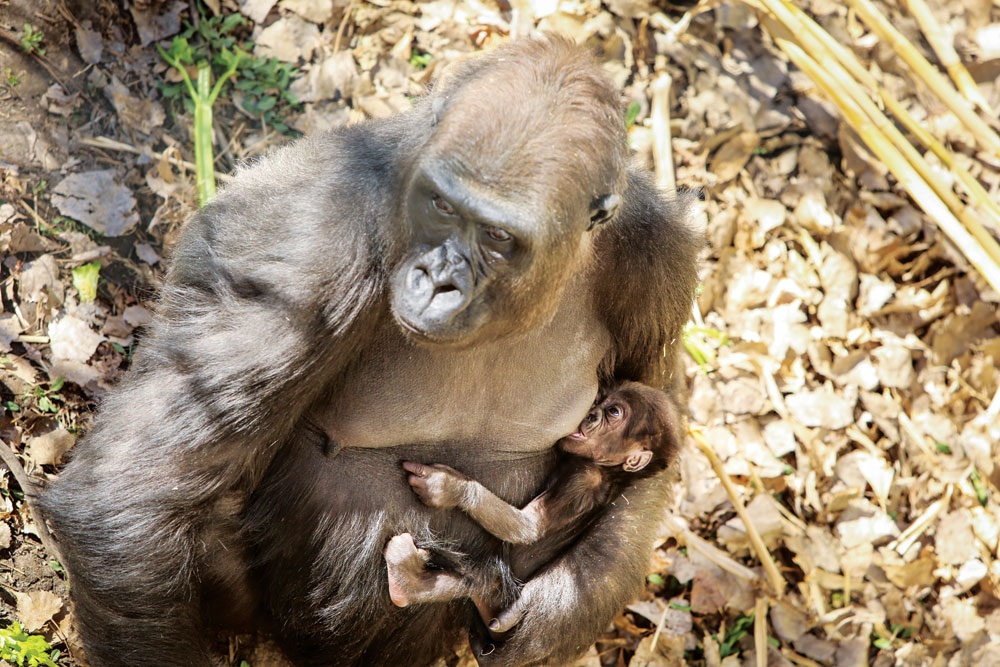 Tinga holds her two-month-old baby, Whimsie, and watches Jim, her partner and the dominant male in the group, walk away for a moment. 