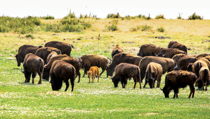 The Rocky Mountain Arsenal National Wildlife Refuge is trying to recreate a native prairie ecosystem as much as possible in an urban area. Their efforts have included bringing in a herd of bison.