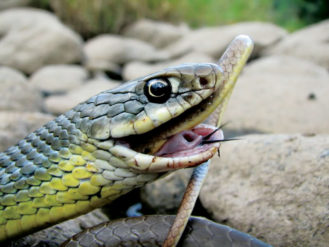 Cannibalism! Adult yellow-bellied racer swallowing a younger version of the same species in Douglas County, CO. 