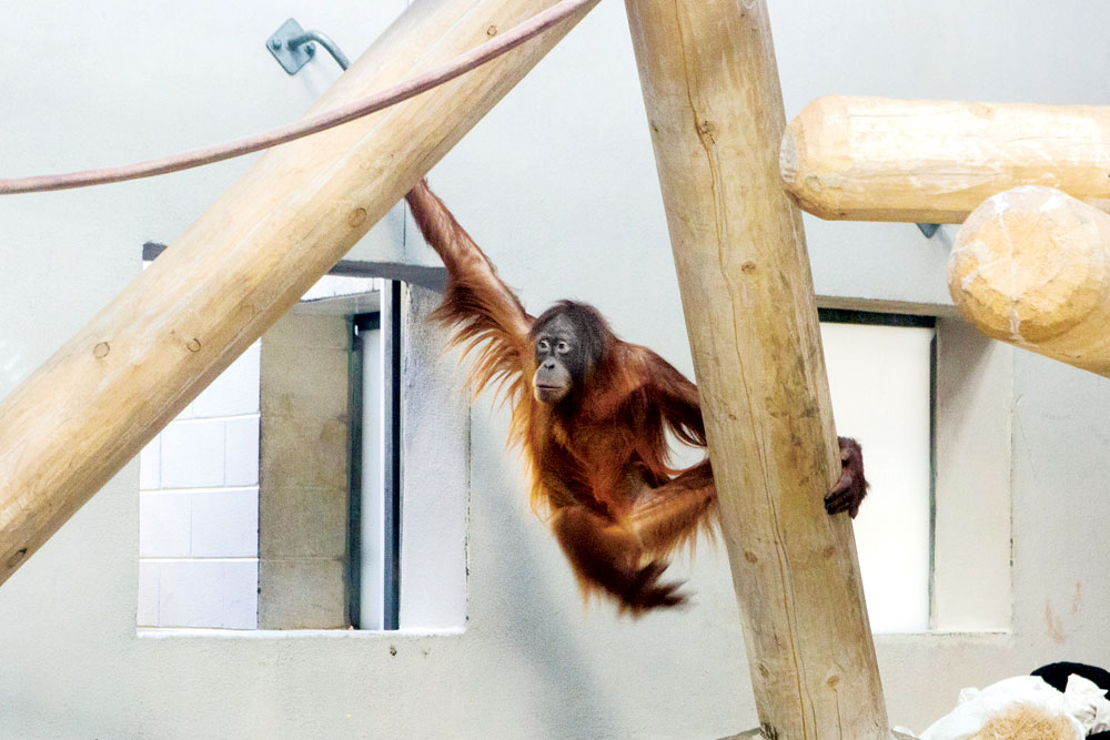 zoo_new_orangutan_01