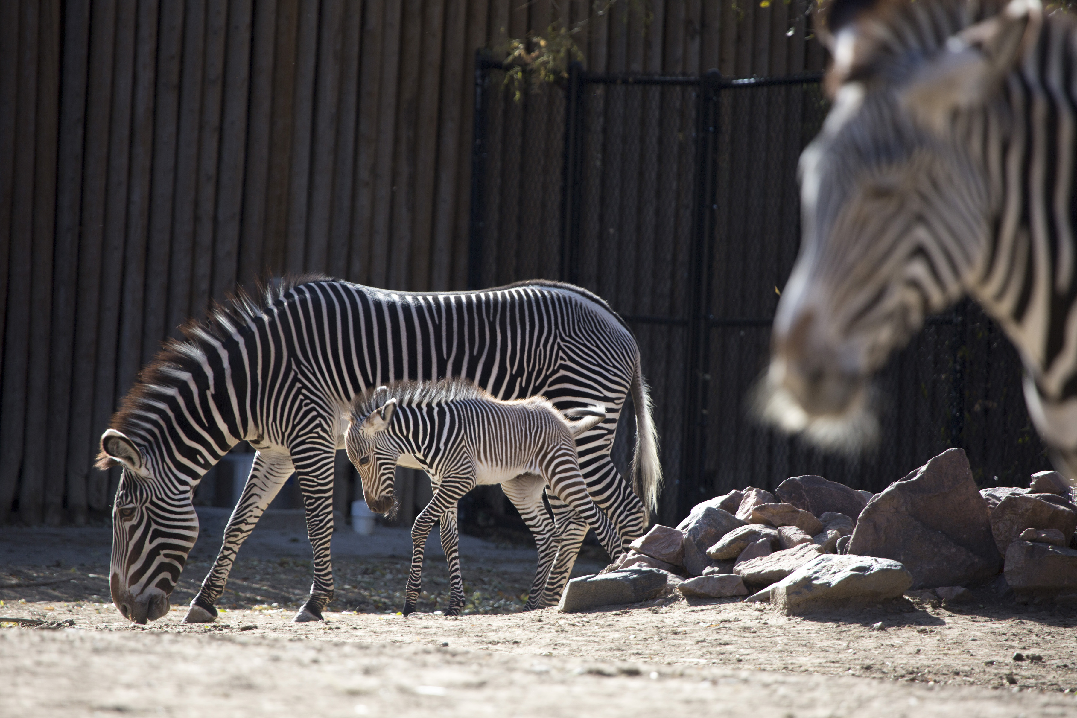 Cody, a male Grevy’s zebra was born Dec. 3 at the Denver Zoo. Cody’s mother, a 16-year-old named Farasi, had another male foal in October 2015, who will be Cody’s playmate. The population of Grevy’s zebras in the wild is estimated at fewer than 2,000.