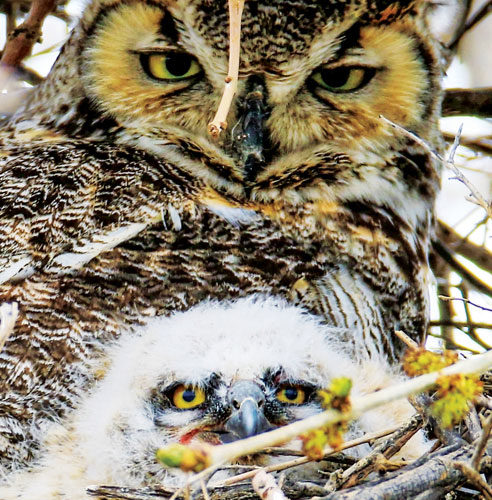 Bird Sightings: Great Horned Owl and Golden-crowned Sparrow