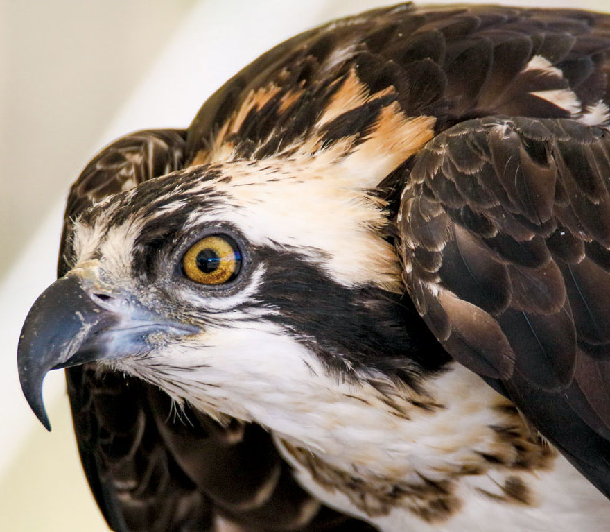 Bird Sightings – Osprey & Sora