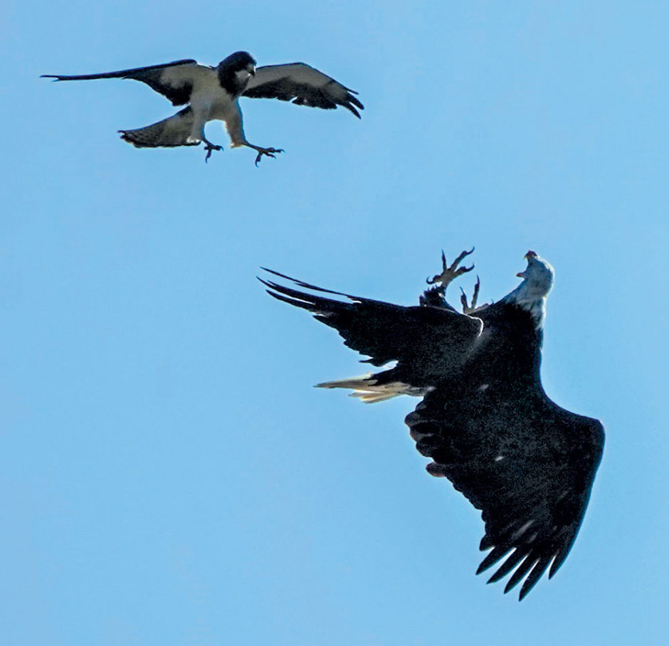 Bird Sightings: Mobbing Behavior Among Birds | Front Porch