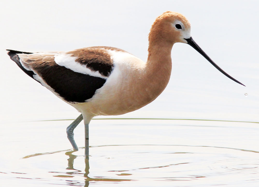 Bird Sightings: American Avocet and Black-Necked Stilt