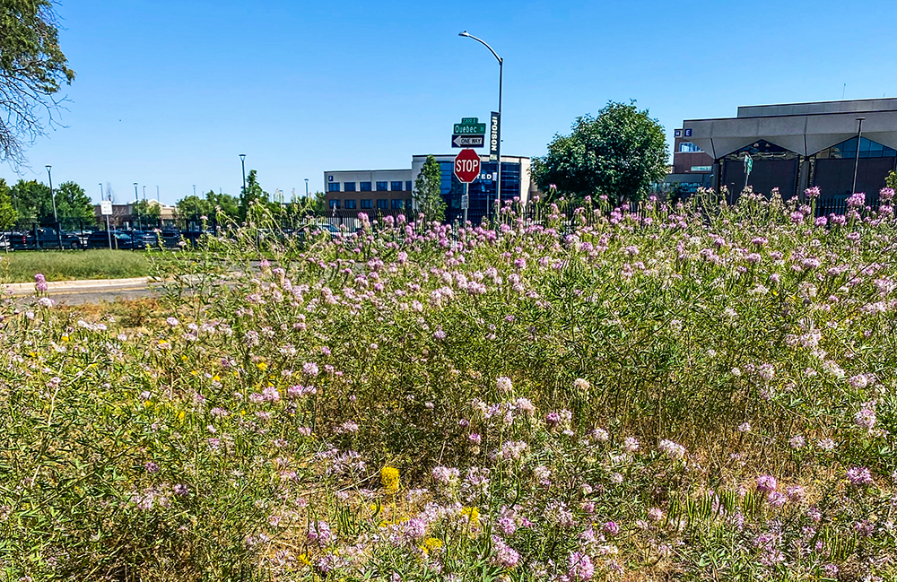 Neighbors Have Questions About “Coloradoscaping” Along Quebec Street