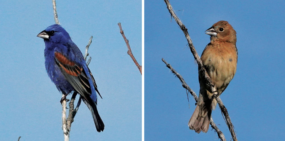 Bird Sightings: Male/Female Plumage Differences