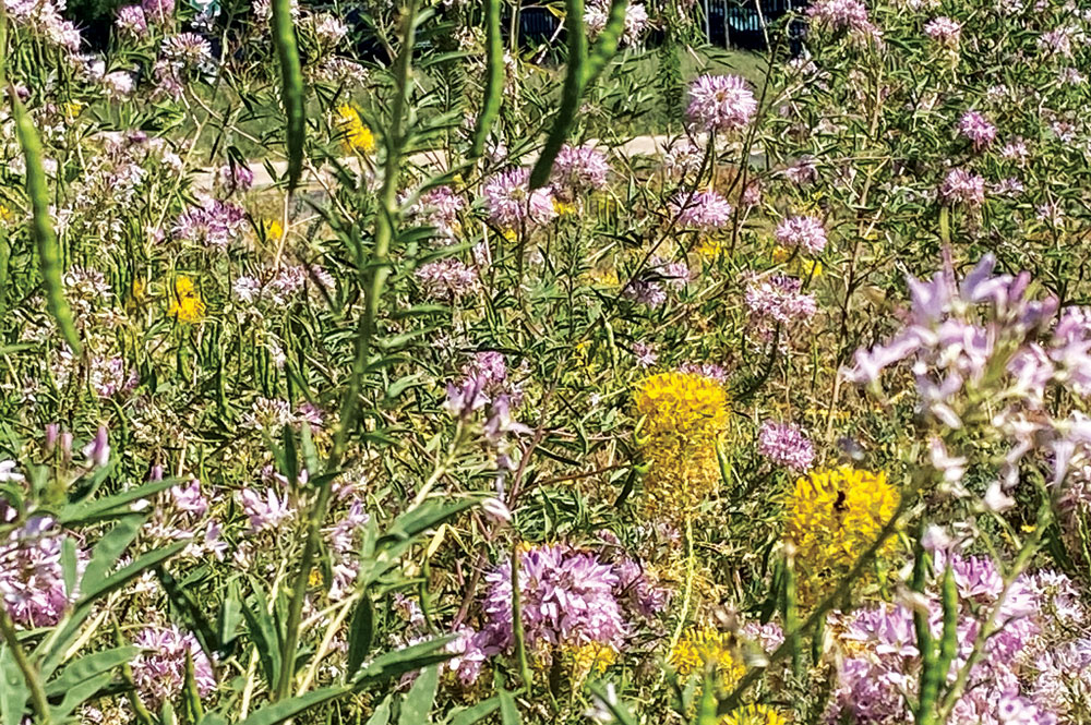 Neighbors Have Questions About “Coloradoscaping” Along Quebec St.