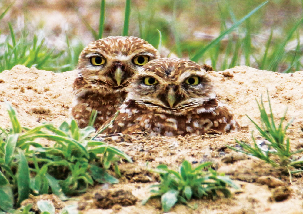 Bird Sightings: Burrowing Owl