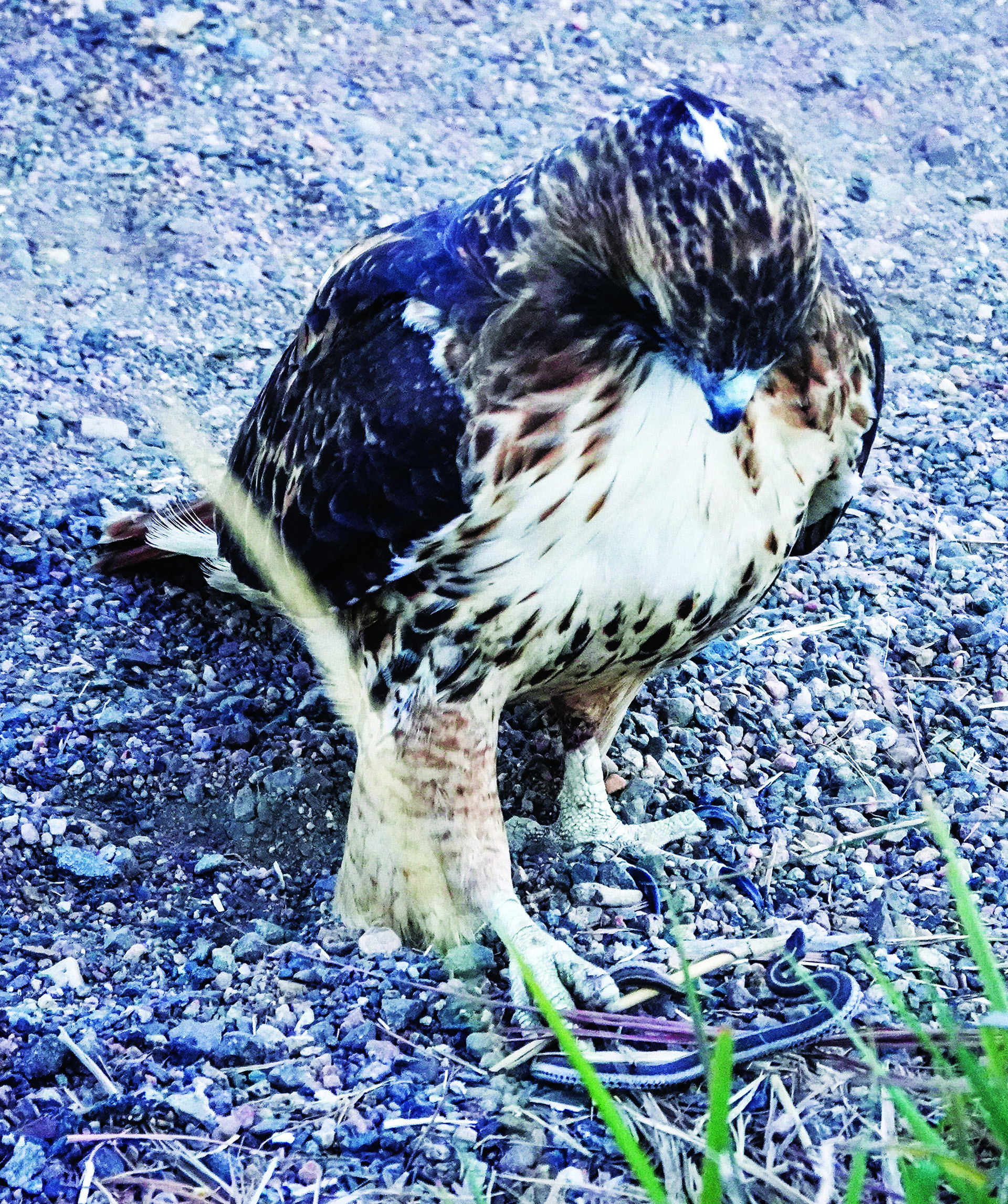 Bird Sightings: Hawks Prey on Snakes