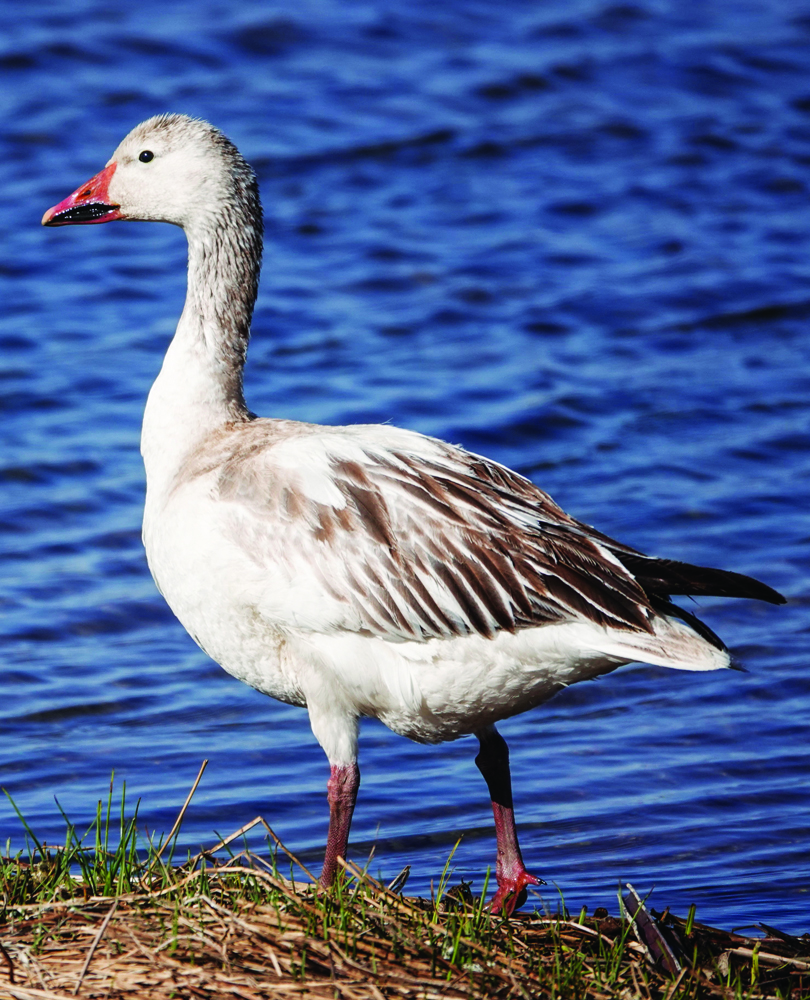 Bird Sightings: Canada Goose