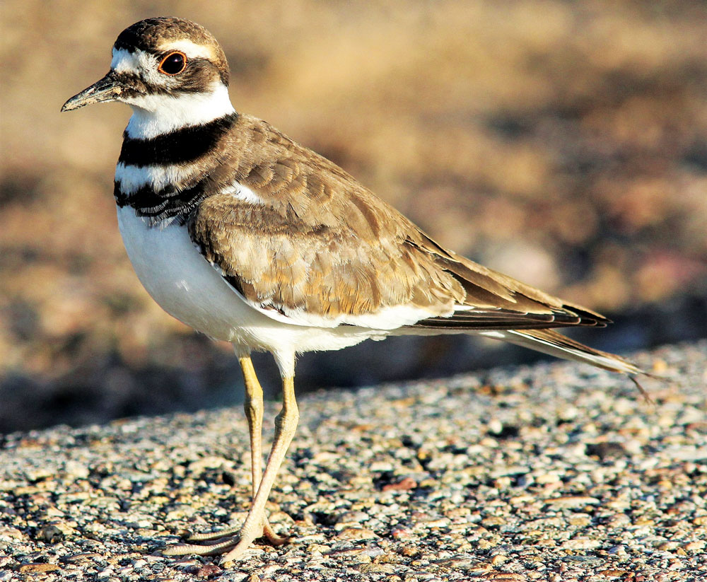 Bird Sightings: Killdeer