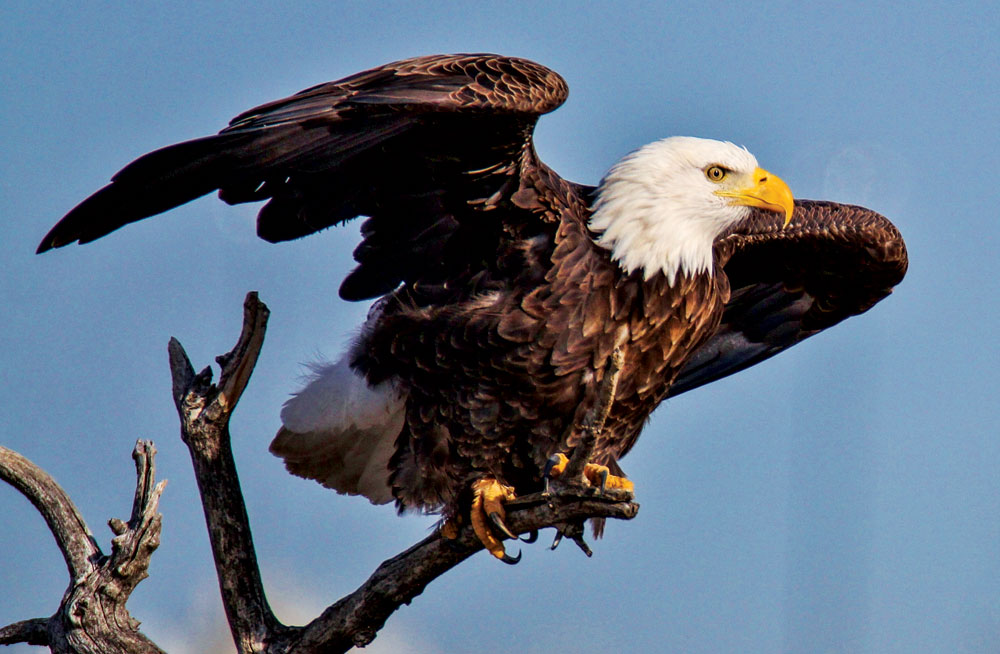 Bird Sightings: Bald Eagle