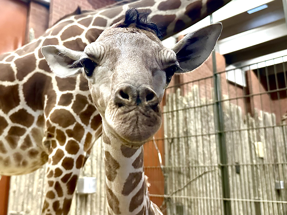 The Denver Zoo Has a New Baby Giraffe and He Needs a Name