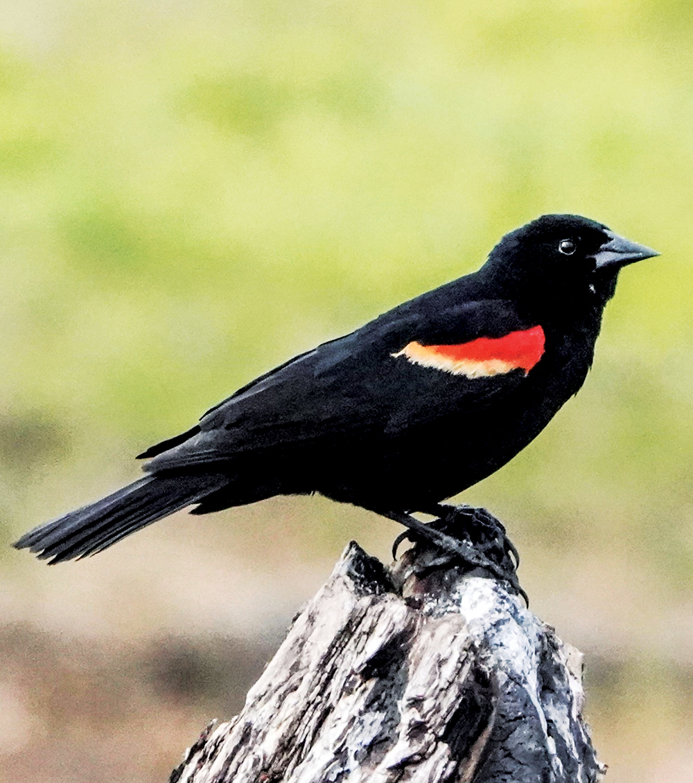 Bird Sightings: Red-winged Blackbirds and European Starlings