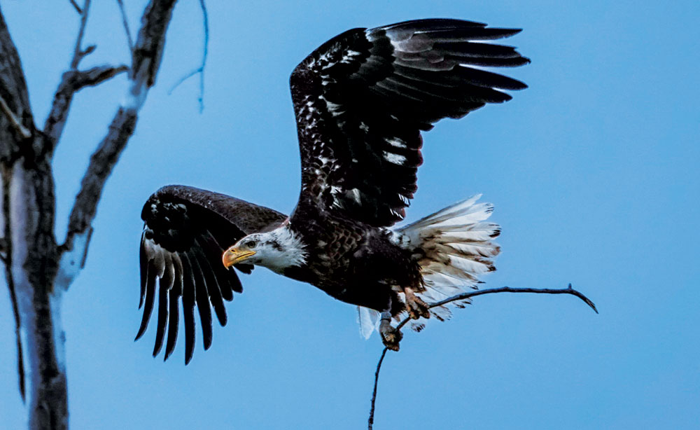 A “Famous” Bald Eagle Dies in Denver