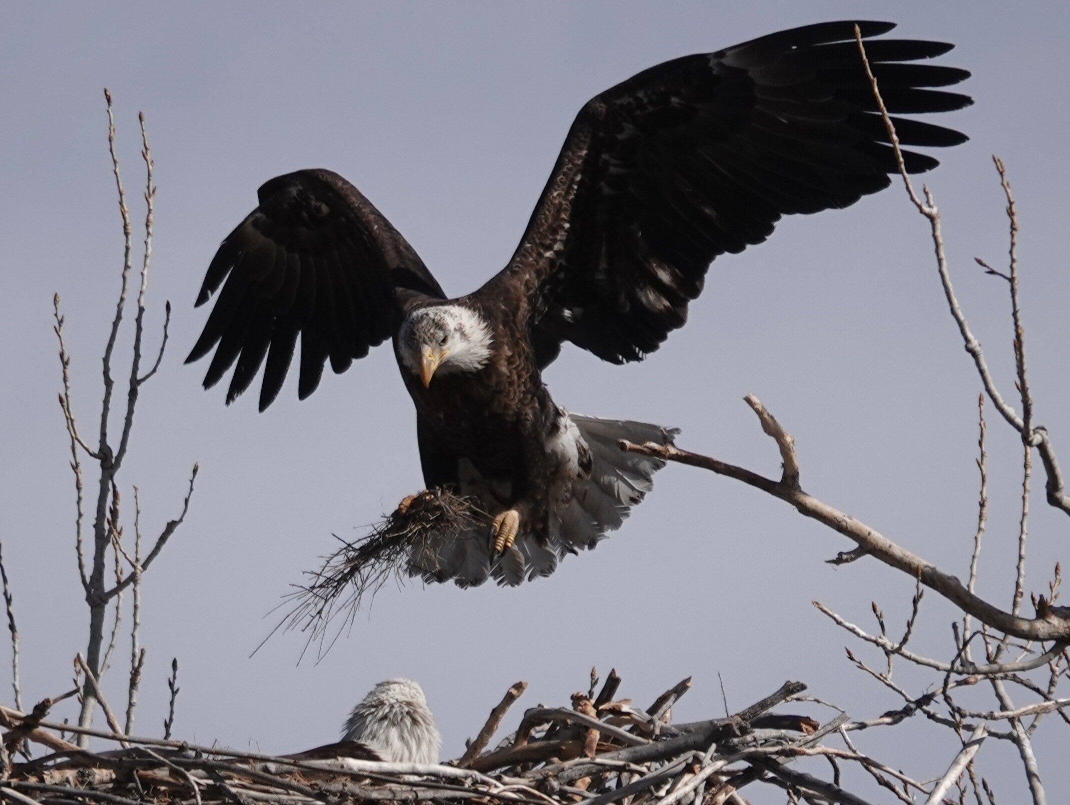 A “Famous” Bald Eagle Dies in Denver
