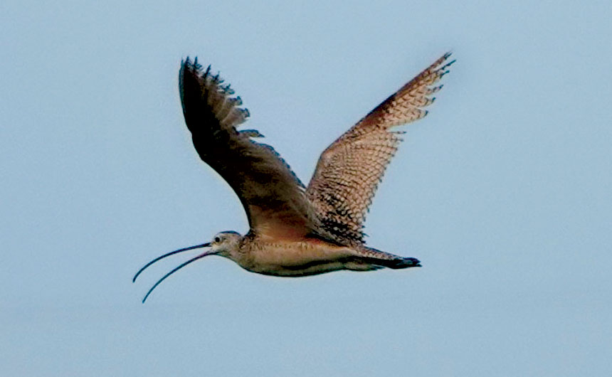 Bird Sightings: Spring Migration of Shorebirds