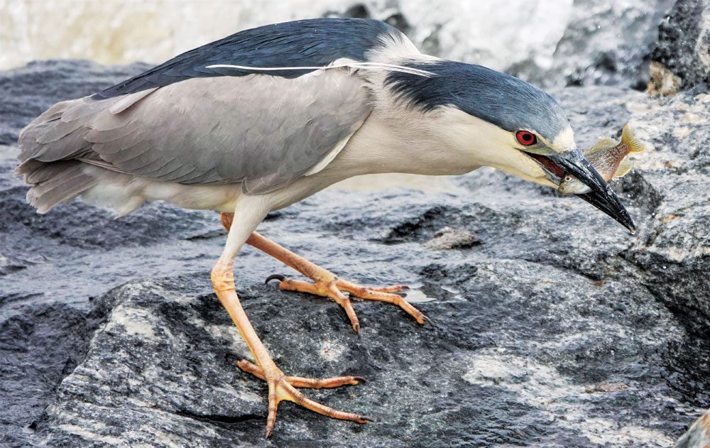 Bird Sightings: What Birds Eat