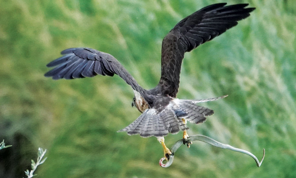 More of What Birds Eat