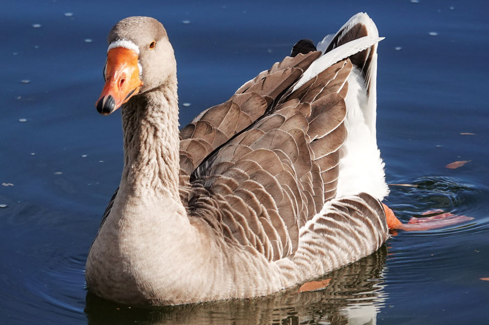 Bird Sightings: Gandalf, a Resident of Denver City Park Since 2009