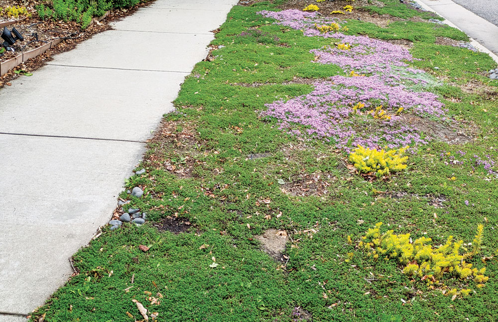 Green Simple Living: Resolutions for a Greener 2026