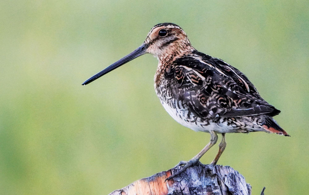 Bird Sightings: Winter Shorebirds in Colorado