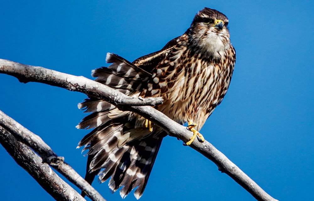 Bird Sightings: Merlin the App and Merlin the Bird