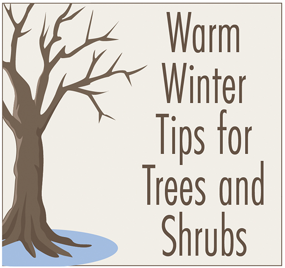 Warm Winter Tips for Trees and Shrubs