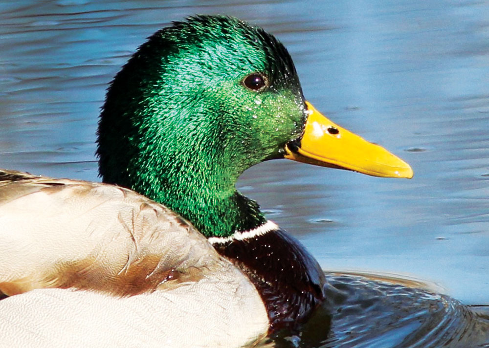 Bird Sightings: Ducks with Green on Their Heads