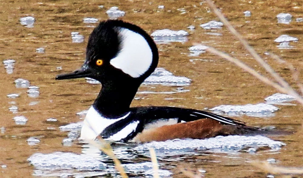 Bird Sightings: Black and White Ducks