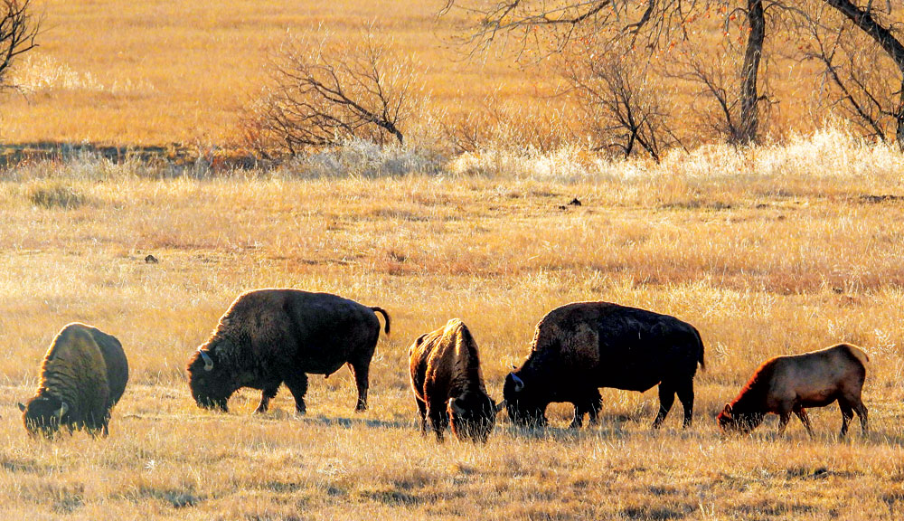 A Mystery at Rocky Mountain Arsenal