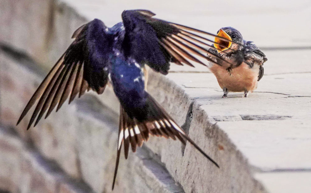 Bird Sightings: Swallows