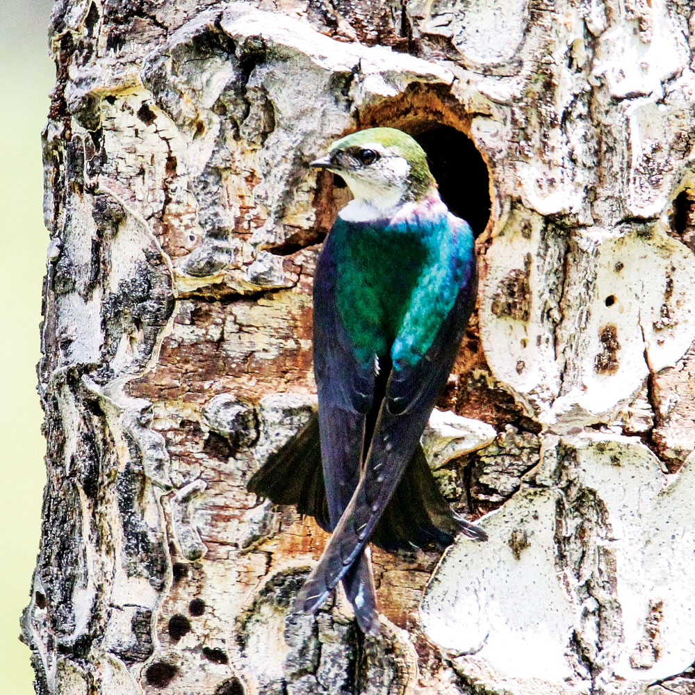 Bird Sightings: Swallows’ Nests