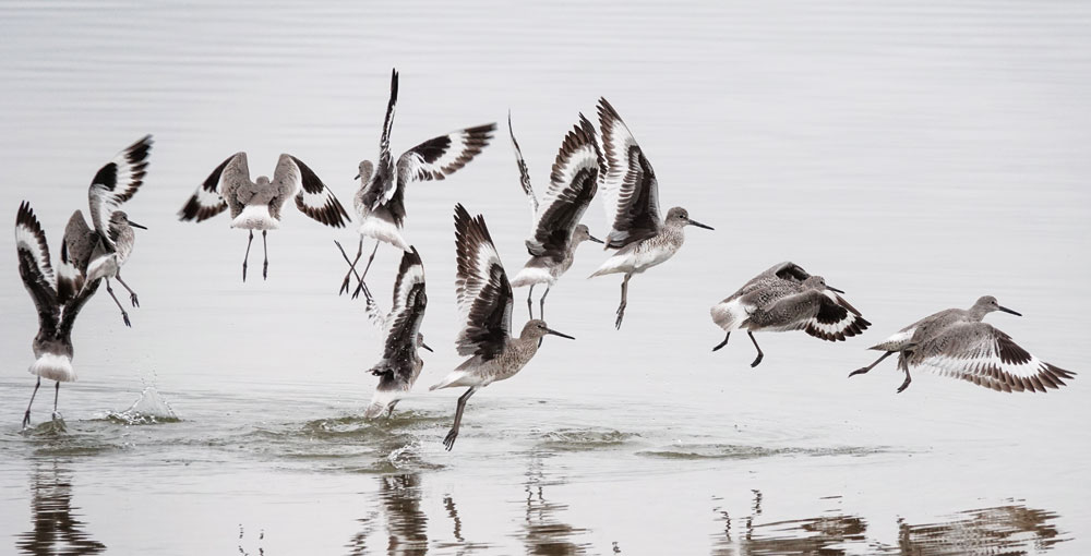 Bird Sightings: Shorebird Stopover at Lake Ladora