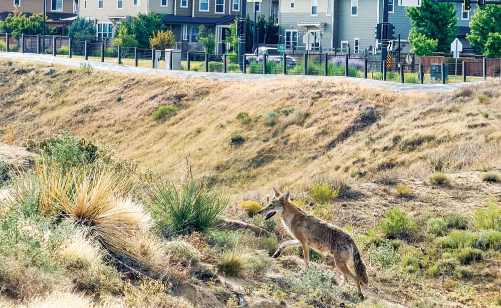 Beavers, Pelicans, and Coyotes: Nature Thrives in the City