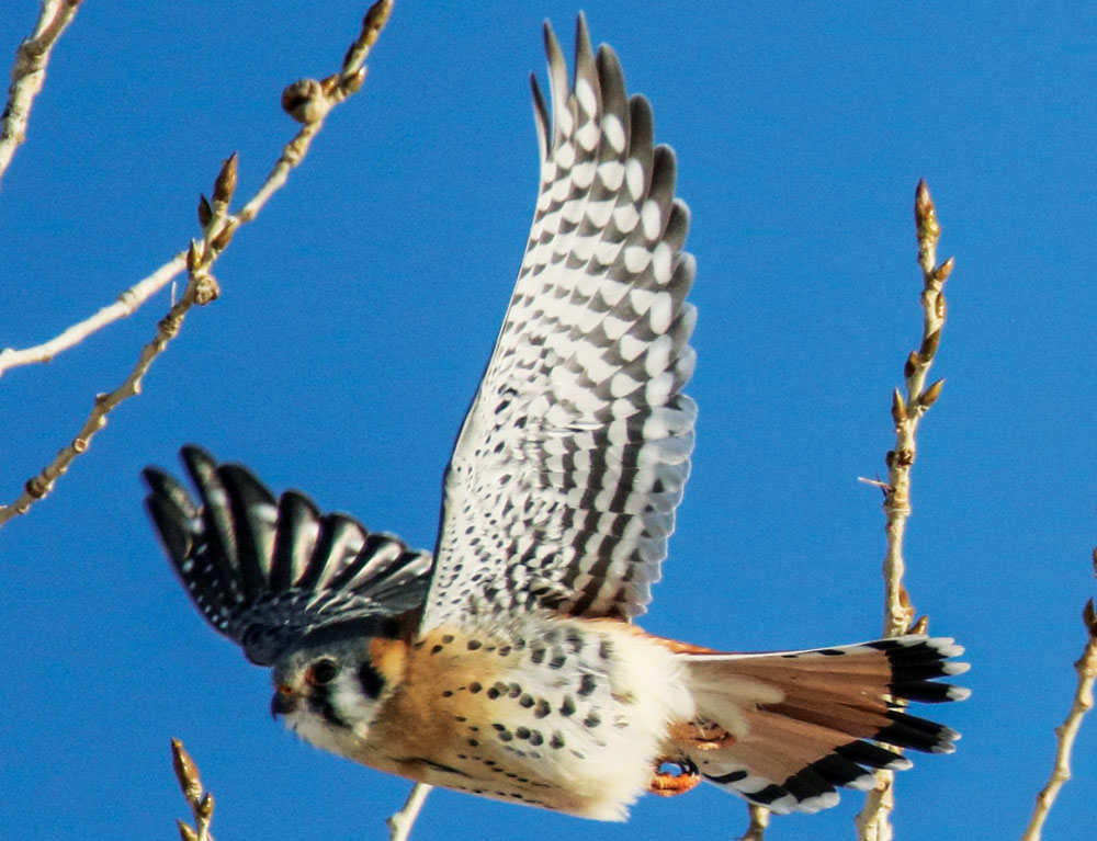 Bird Sightings: American Kestrel